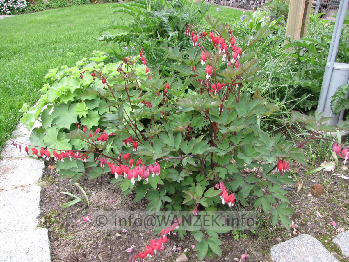Dicentra spectabilis Valentine 01.JPG